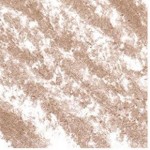 Eye Pencil No583 Pearly Taupe 2.1gr Eye Pencil No583 Pearly Taupe 2.1gr